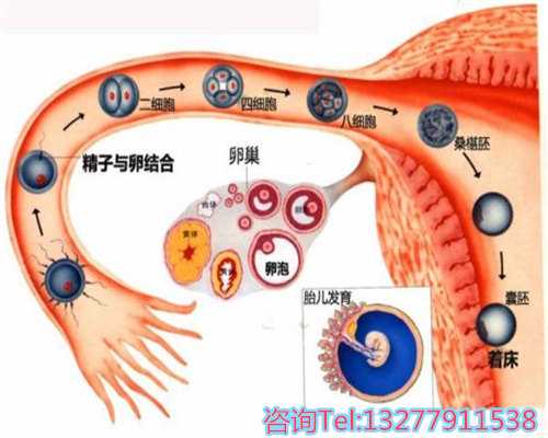 产后体重变化与哺乳经验分享：从60公斤到57公斤的历程